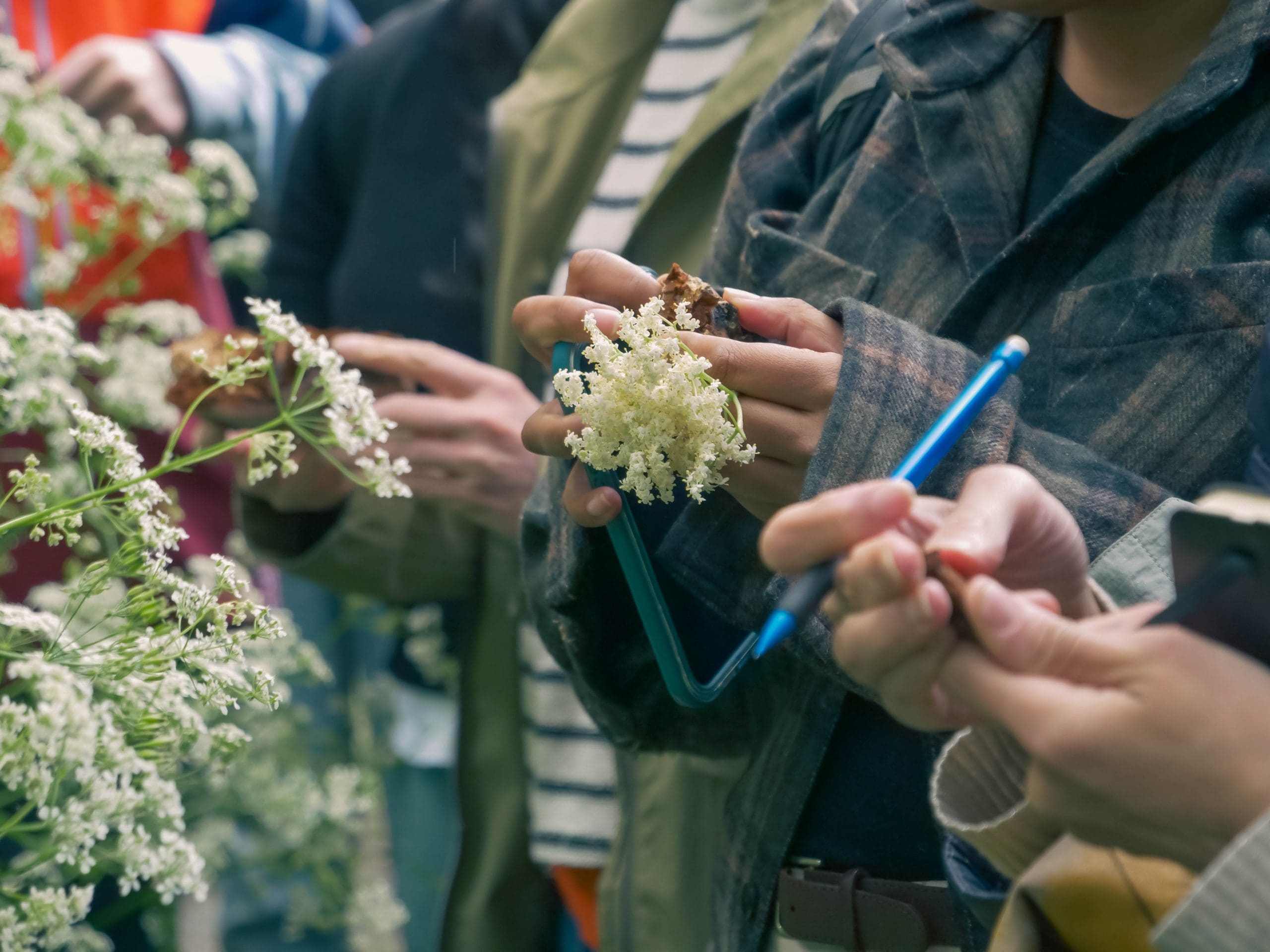 Elderflower.