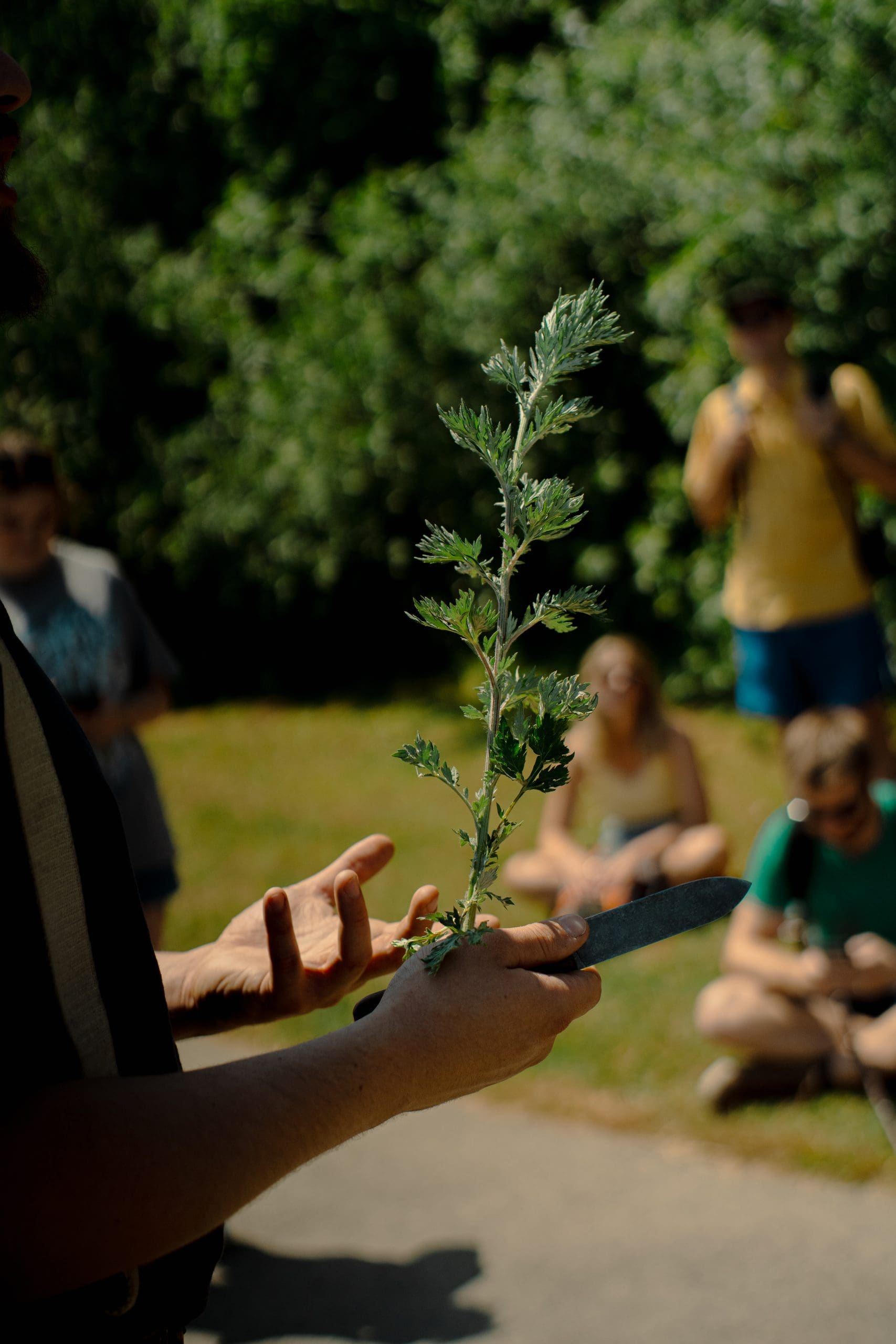Mugwort.